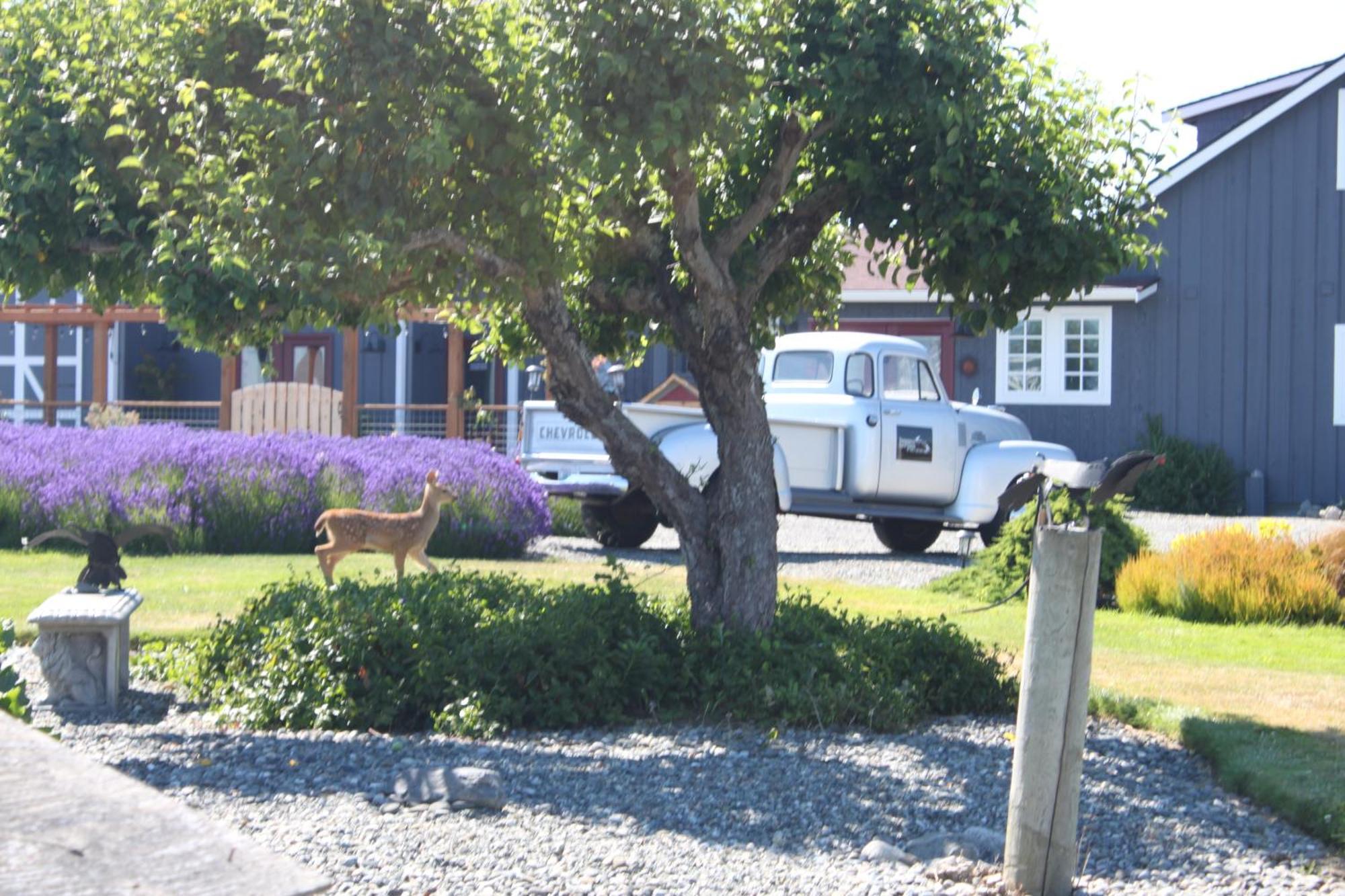 Dungeness Barn House Bed And Breakfast At Two Crows Farm Sequim Zewnętrze zdjęcie