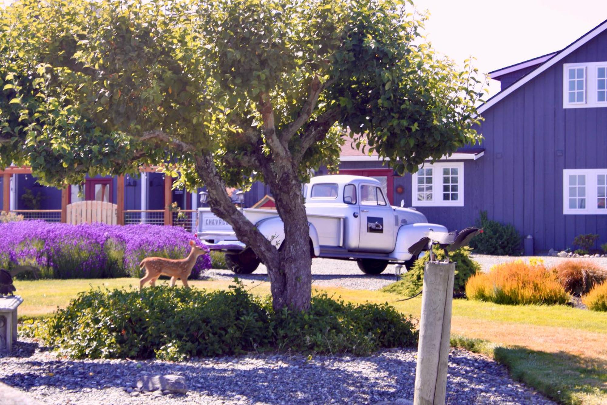 Dungeness Barn House Bed And Breakfast At Two Crows Farm Sequim Zewnętrze zdjęcie